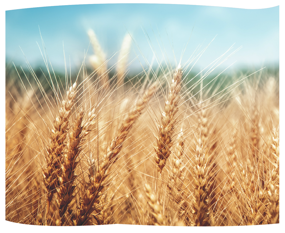 grano antico san pastore grano antico san pastore