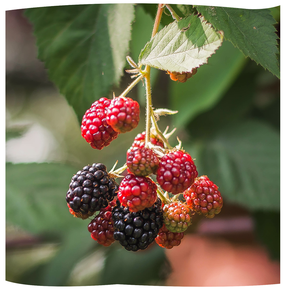 piccoli frutti piccoli frutti